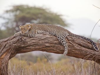 Exploring Kenya’s Hidden Gems: A Safari Adventure with Motion Safaris